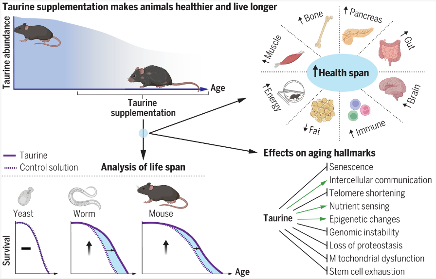 Dog Sprinkles Taurine Longevity Supplement